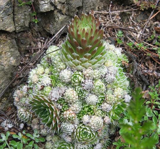 Хатгуурт үлд өвс -(Orostachys spinosa L.) хүйтэнг тэсвэрлэдэг